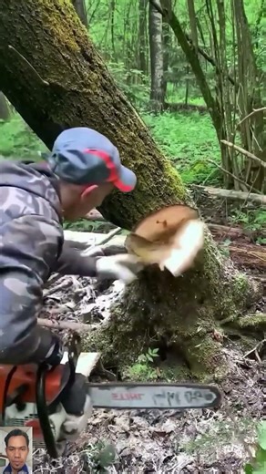 Fast Tree Cutting with a Chainsaw | Clean and Powerful Cut 🪚💪