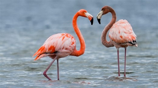 Bye bye mockingbird? Florida might replace state bird after nearly 100 years