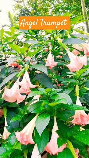 Angel trumpet how to care #plants #gardening