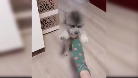 Wholesome Scenes With Playful and Musical Moments | funny animal video