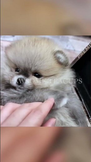 Grey Pomeranian - Gray never looked so good