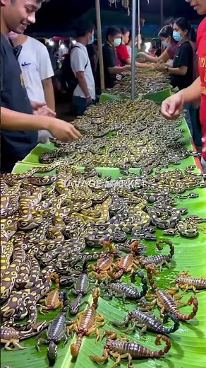 Thousands of Baby Pythons for Sale?!‪@mfajar88‬