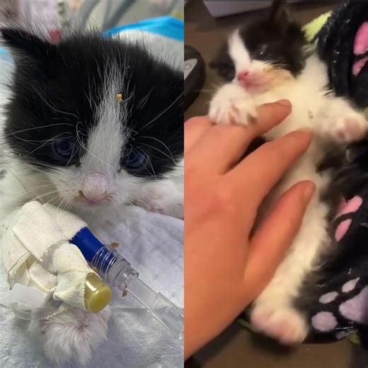 Melvin is a 5-week-old kitten who is fighting for his life after being stomped on by someone's foot with the intent to kill. The people who brought Melvin into the emergency hospital claimed to be his parents. However, as soon as they saw the cost it would take to save him, they immediately backpedaled and said they actually just found him as a stray. The truth is that Melvin was dying and needed a savior if he would have any chance of survival. This head trauma Melvin endured left him unrespons