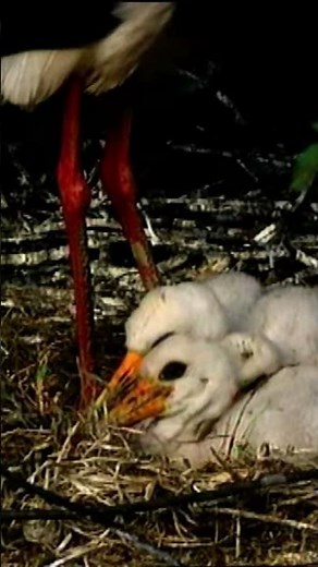 Cigüeña Negra en Monfragüe: Cría en el Santuario Natural