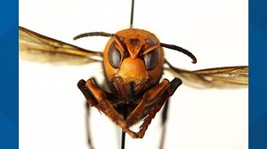 'It's a shockingly large hornet': WSU seeks public help tracking invasive Asian Giant Hornet