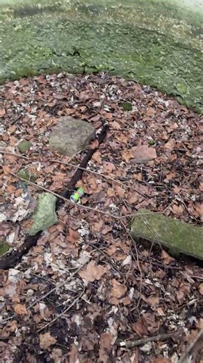 Stuff You Find in the Woods! #explore #hike