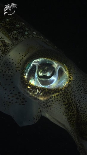 Danko Castaño Duro on Instagram: "Emerald Ghosts of the Night Under the beam of a simple white diving light, the bigfin squid of Magnetic Island ignite with striking emerald tones. Their skin is covered in layers of iridophores—tiny biological mirrors that catch even the faintest light and scatter it into vibrant greens and shimmering metallic hues. As they glide through the dark water, subtle shifts in their muscles change the angle of these reflective layers, making the squid appear to pulse w