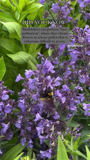 🐝 DID YOU KNOW?🐝 • Bumblebees can perform “buzz pollination”, where they vibrate flowers to release pollen that is otherwise difficult to access. • Shop our beautiful bee-friendly flowers & plants today! - sunflowers - millenium ornamental onions - english lavender - perennial sage - autumn stonecrop - hybrid speedwell - blue catnip - beardtongue • #pollinatorgarden #pollinatorflowers #ritchiefeedandseed #didyouknow #beefact