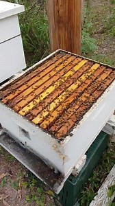 Inspección de colmena de abejas Africanizadas. Se dividió en tres núcleos de 3 cuadros y se aprovecharon otras realeras para iniciar 2 núcleos adicionales. | Apiarios del Hoconuco