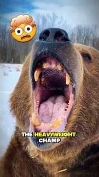 Bigger Than a Pickup Truck! 🐻 | Alaska’s Giant #kodiakbear #wildlife #animals