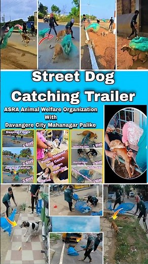 Amazing Dog Catching Fail Trailer #dog #fail #trailer #streetdogrevival #pets