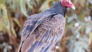 How to tell black vultures and turkey vultures apart