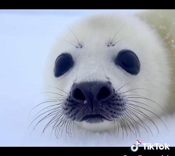Adorable Baby Seal Performing Tricks
