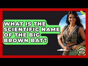 What Is The Scientific Name Of The Big Brown Bat? - The Wild Life Explorer
