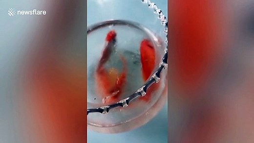 Goldfish frozen in ice come back to life after owner melts icy water