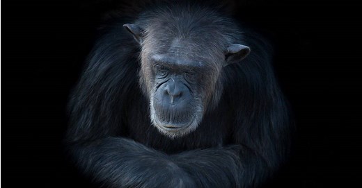 Chimpanzee Lifespan: How Long Do They Live?
