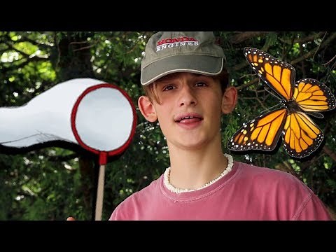 How to Catch a Butterfly without Hurting it