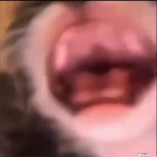 aaaaaaaa#meme😂😂 #foryoupage❤️❤️ #fyp