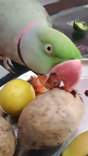 311225 #shortfeed #talkingparot #parrotprice #youtubeshorts #birds #shorts