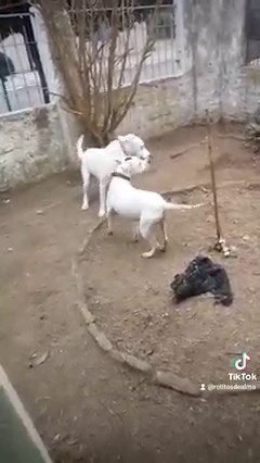 4.9K views · 765 reactions | Hace unos meses atrás, agonizando,...