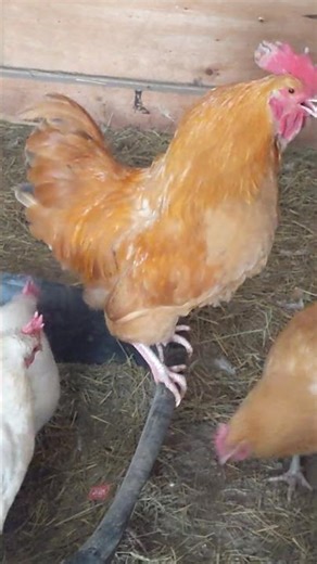 Little chick to big rooster 🐓🐣🎶🥰 #chicken #shorts