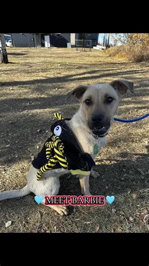 🩵🕸️ MEET BARBIE 🕸️🩵 The prettiest little spider you’ll ever see this Halloween! 🕷️💖 Don’t let the eight legs fool you—this playful pup is all heart. Barbie loves to bounce around and join in on the fun, whether it’s chasing falling leaves, showing off her costume, or soaking up all the attention she can get. She’s got just the right mix of energy and manners—always ready to play, but respectful enough to know when it’s cuddle time. This sweet girl is the life of the Halloween party, turnin