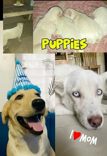 #Labsky #Huskador #nature #labrador #husky #mixbreed