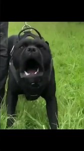 Cane Corso Dog
