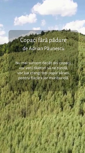 Explore the Beauty of Romania's Lush Forests