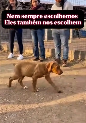 O Amor Verdadeiro Entre Humanos e Cães