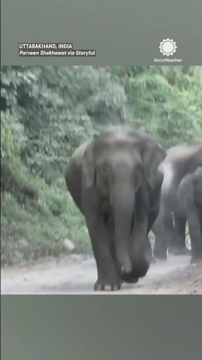 Wild Elephant Chases Jeep Through the Jungle!