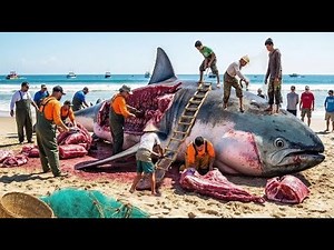 Ocean Giants 🐋 How Fishermen Catch Giant Tuna in European Seas – Deep Sea Documentary