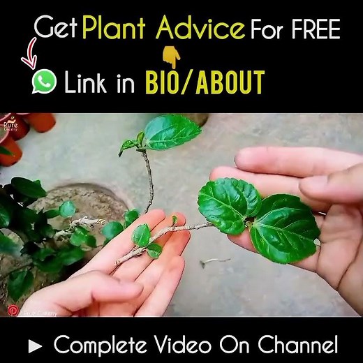 The Right Way To Prune Hibiscus Plant At Home!