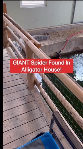 2.6K views · 3 comments | GIANT Spider found In Alligator House! | Joseph Mccool | Facebook