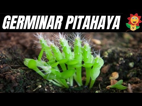 Como Germinar Plantar Pitahaya De Forma RáPida Y Facil