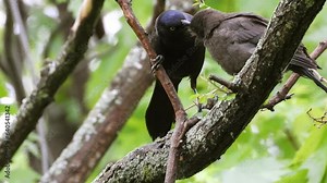 Two boat-tailed grackles perched on a branch feeding the immature one.