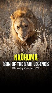 Nkuhuma Male - The legacy of the Birmingham coalition #lions #nkuhuma #birmingham | Lion's Roar