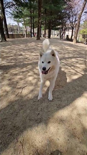 진도공주님 콜백#dog#강아지 #진도믹스 #귀여워 #cutedog #dogshorts #일상#いぬ