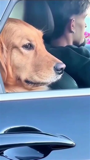 Golden Retriever Fun Moments: The Joy of Dogs