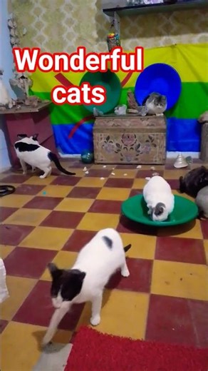 Fun and wonderful moments with cats #animals #cats #kitten #cat #catlife #cute #kitty#cutecat #funny