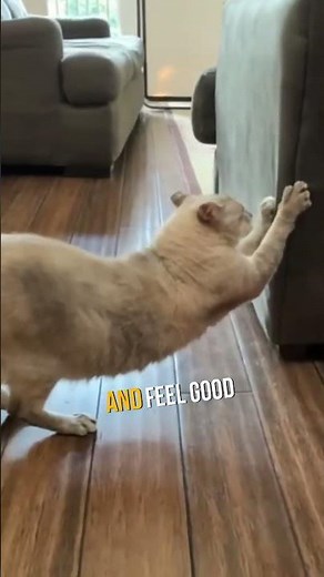 Why Cats Scratch Couches And How to Stop It