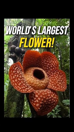 World’s Largest Flower: Discover the Enormous Rafflesia arnoldii!