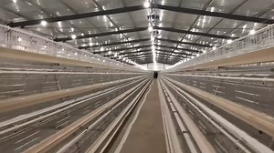 3K reactions · 254 shares | Best-selling A-type chicken cage system for efficient egg production farming. 旅旅讀讀 Don't miss out on the great value of our poultry chicken farm cages. WhatsApp: +8615537179350 | LIVI poultry farming equipment | Facebook
