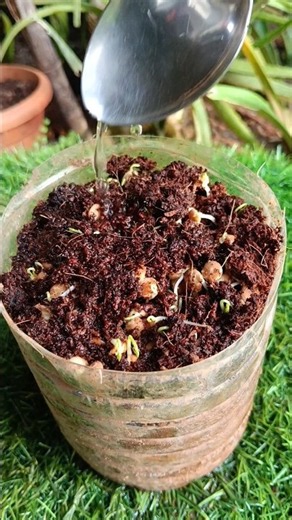 how to grow masoor dal at home#garden #gardening #masoordal #plants #shorts