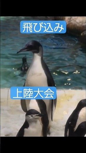 [Big commotion at the pool] Hop, step, jump: Emperor penguin diving competition #penguin #animals