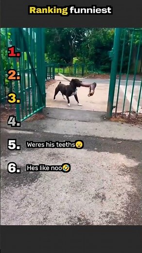 Ranking the Funniest Dog Moments Ever 😂🐶 | You Won't Stop Laughing!