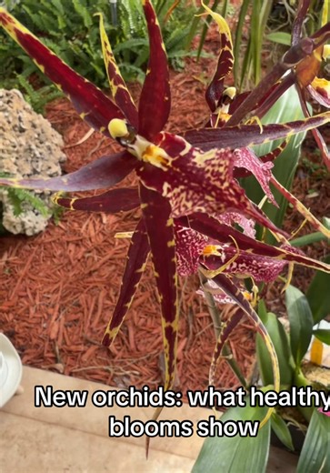 Yesterday I brought home four new orchids from a botanical garden visit, sourced from one of my favorite nurseries. They’re compact, full, and already in strong bloom. In this video: – What firm, green foliage should look like – How bloom color can signal plant vitality – Signs of hydrated petals and stable stems – What I look for before adding orchids to my collection No repotting yet—just observing structure, color saturation, and overall plant health. For collectors who appreciate quality fro