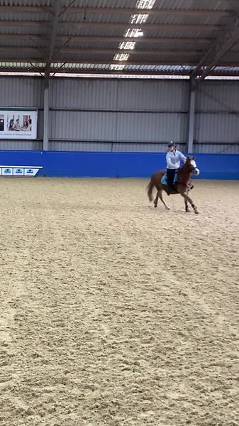 Hilarious Horse Fail Compilation