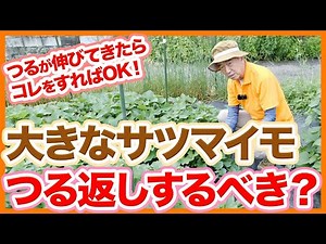 家庭菜園や農園のサツマイモ栽培！つる返しで不定根を防ぎイモを肥大化する！ツル返しの方法やサツマイモの育て方を徹底解説！【農園ライフ】