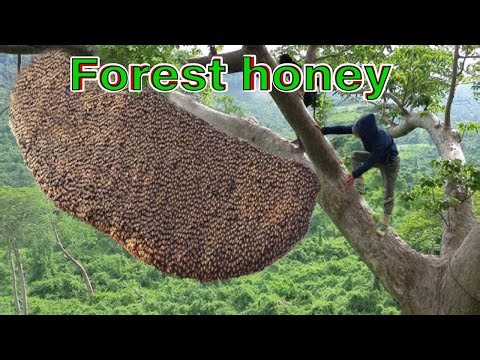 LIVESTREAM: Heart stopping scene of climbing a 60 meter tree for wild honey – Forest bees to attack